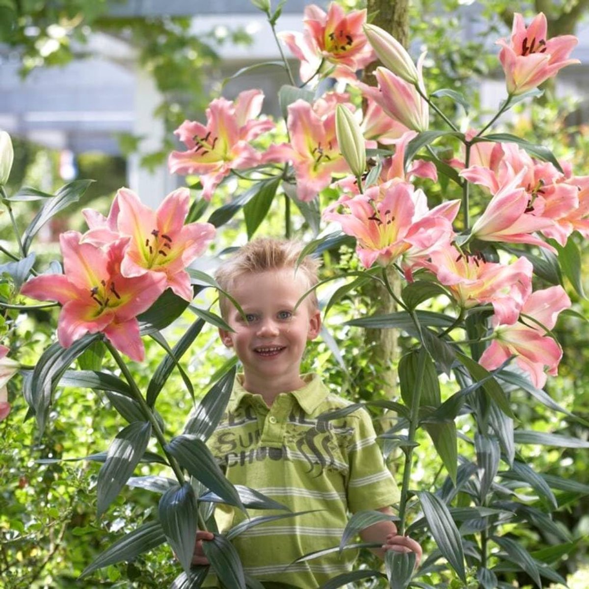 Lelie Bloembollen Winterhard - Lilium On Stage - 3 stuks - Roze - Bloem bollen Mix Meerjarig - Leliebollen