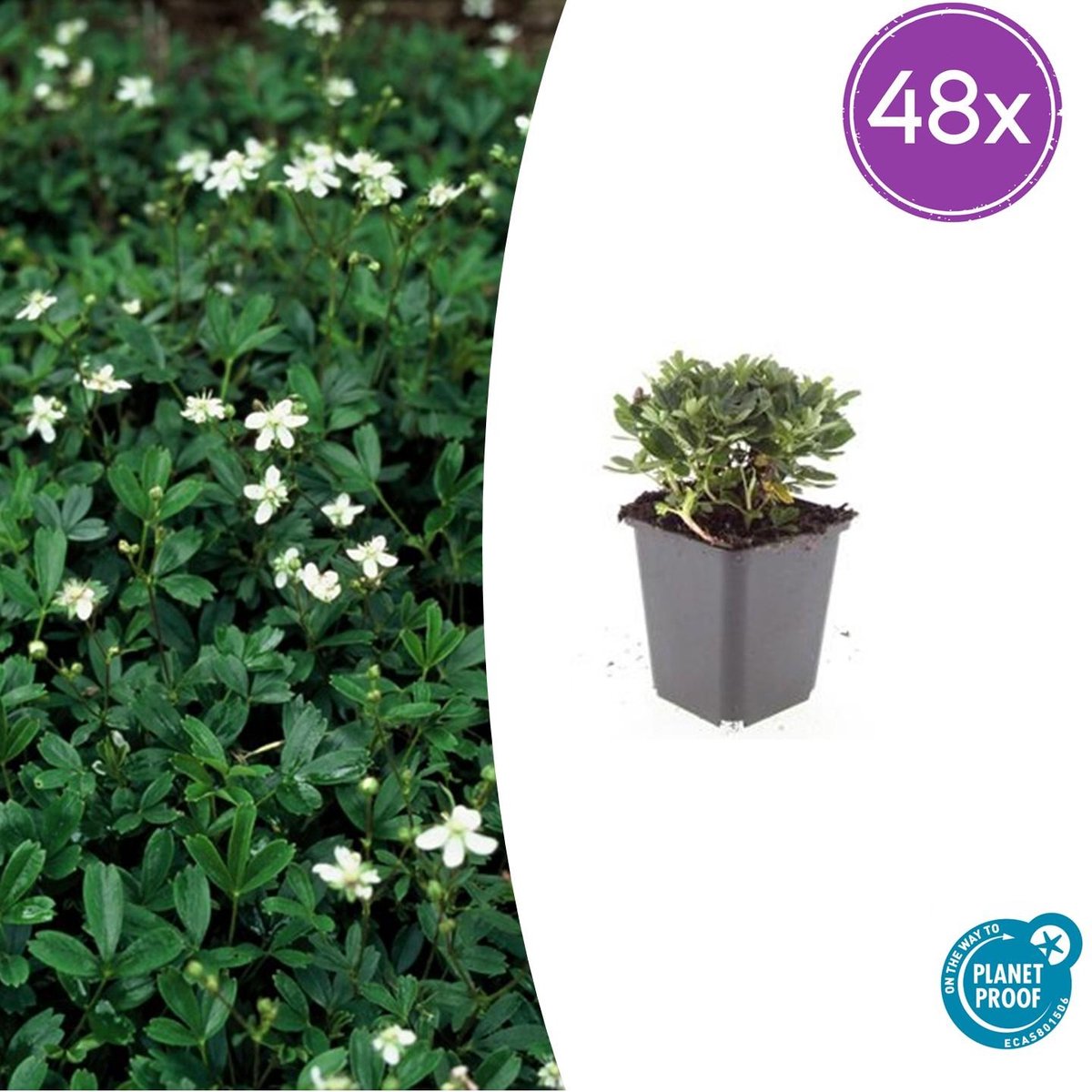 40x Ganzerik - Altijd groene tuinplanten / bodembedekkers - ca. 10 cm hoog - Ø9cm