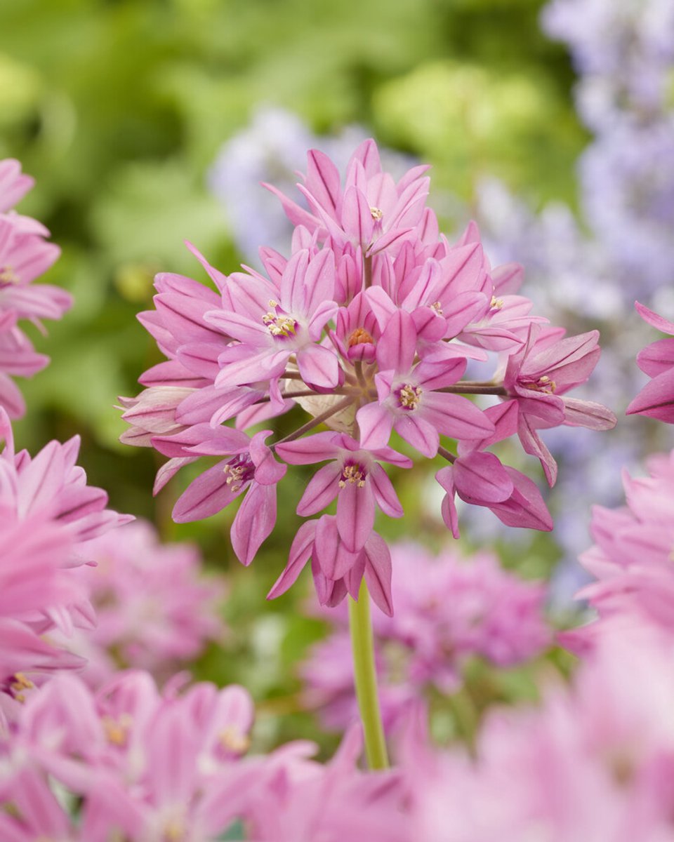 Allium oreophilum Baltimore | 10 stuks | Sierui