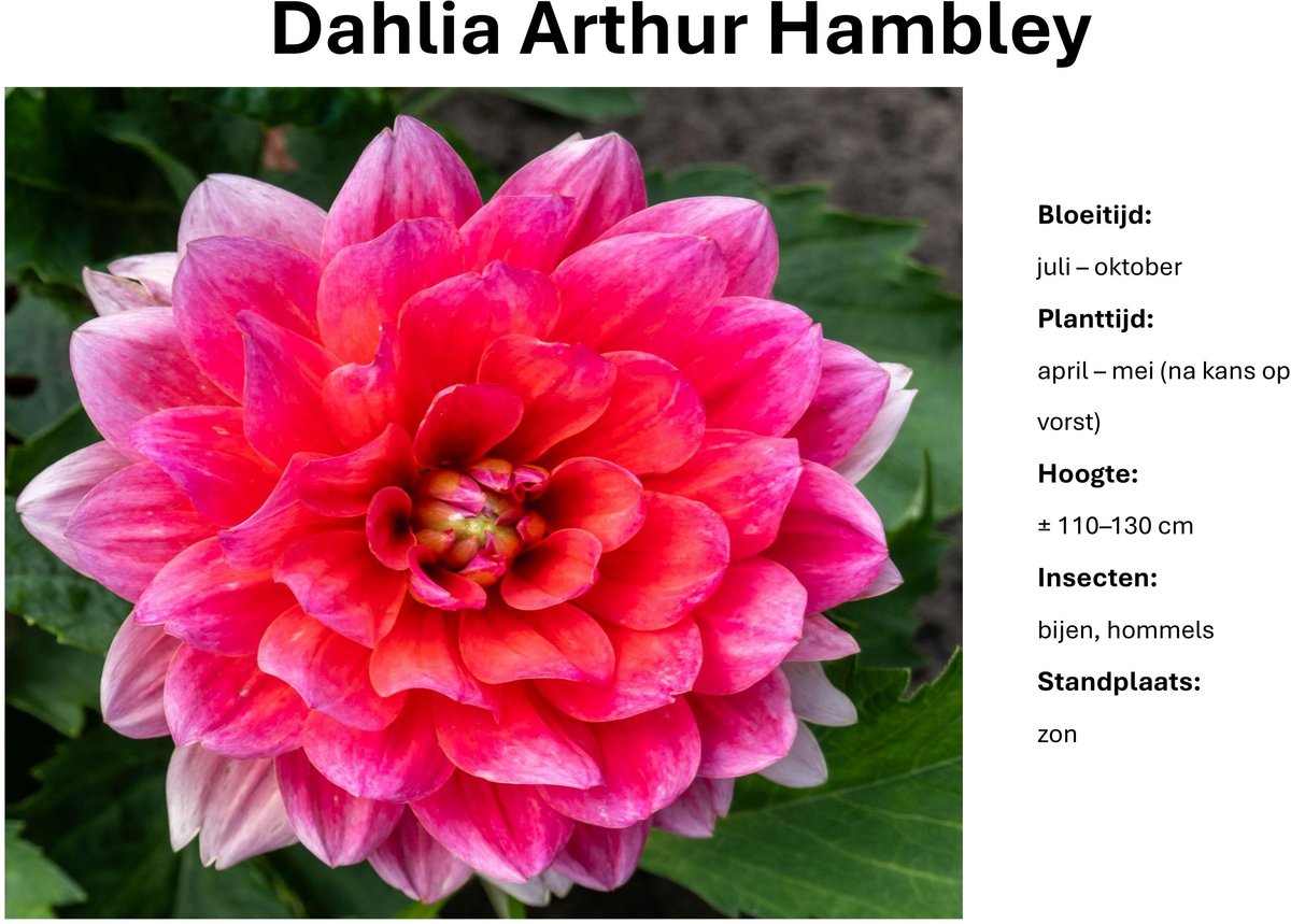 Dahlia knollen - Dahlia Arthur hambley - fuchsia roze - 3 knollen