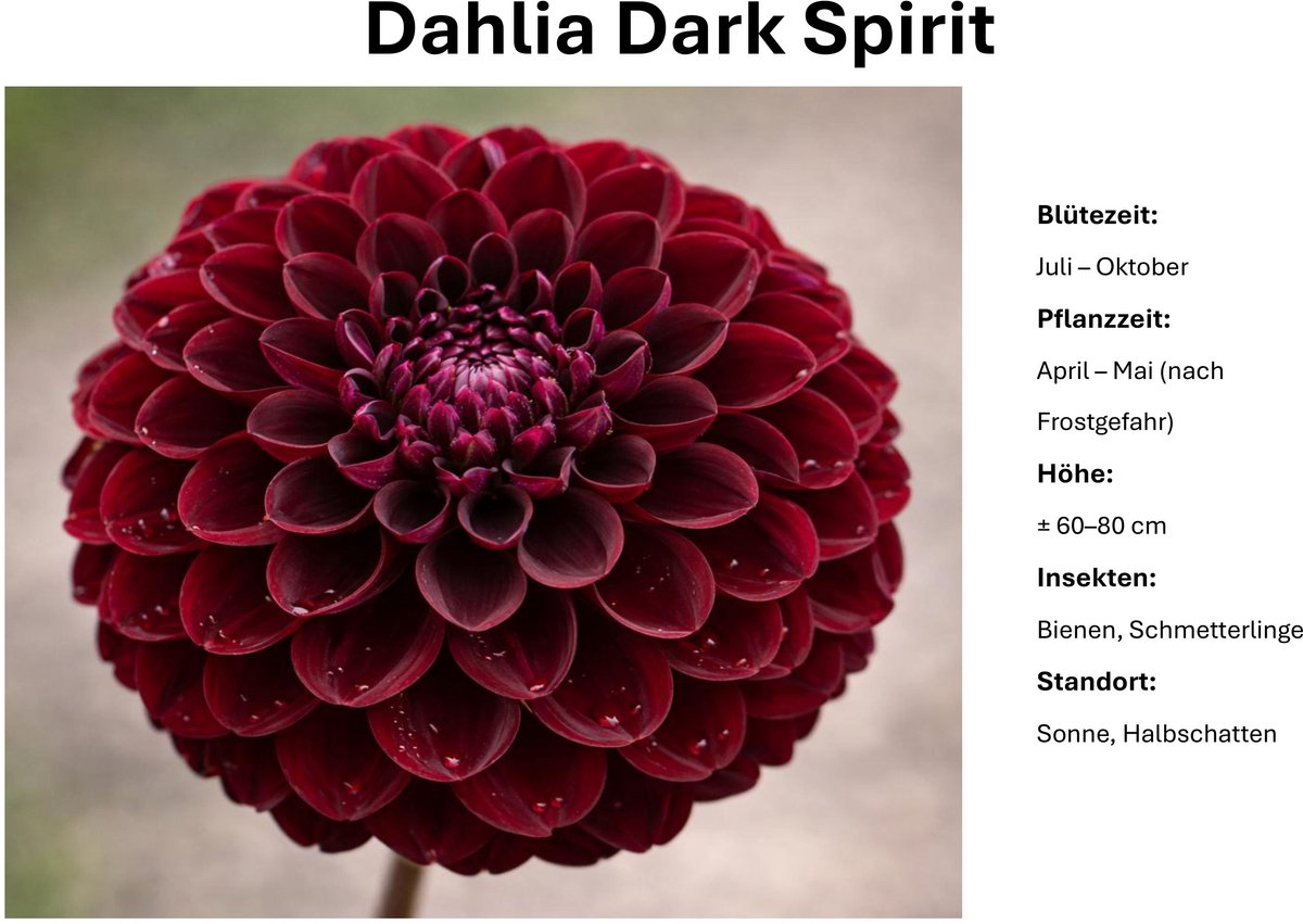 Dahlia knollen - Dark Spirit - Donkerrode Dahlia - 3 knollen