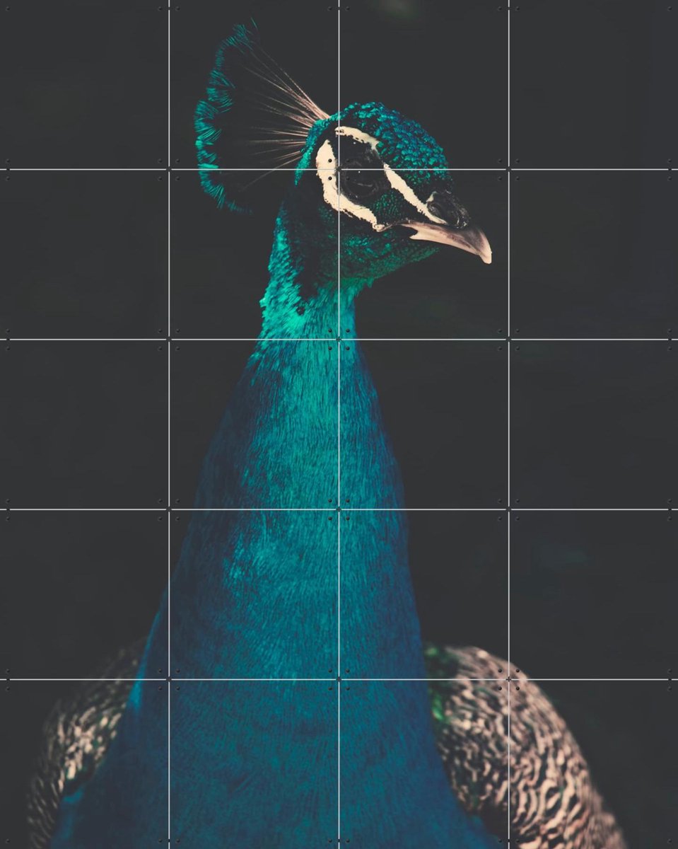 IXXI Peacock and Proud, Ingrid Beddoes - 80 x 100 cm - Gratis ophangtool - Grote wanddecoratie en posters - Fotografie, Woonkamer, Slaapkamer, Dieren