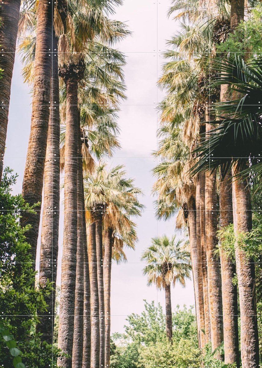 IXXI Palm Tree Lane, Pati Photography - 100 x 140 cm - Gratis ophangtool - Grote wanddecoratie en posters - Fotografie, Slaapkamer, Woonkamer, Gang
