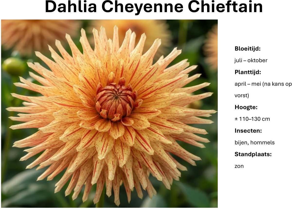 Dahlia knollen - Cheyenne Chieftain - Oranje Rode Dahlia - 3 knollen