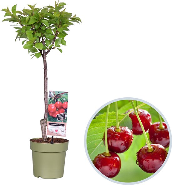Kersenboom - Prunus avium Stella