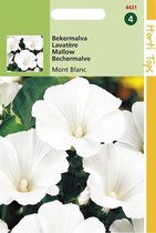 Hortitops - Bekermalva Bloemzaad - Mont Blanc