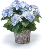 Emerald - Plante d'hortensia - Dans panier - 45 cm - Violet / Blauw