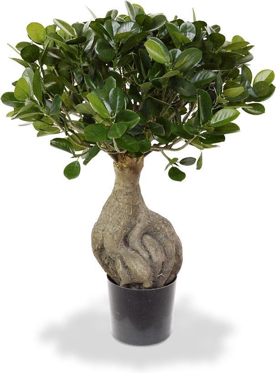 maxifleur Kunstplanten Panda Bonsai kunstboom 55cm Groen
