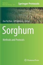 Sorghum