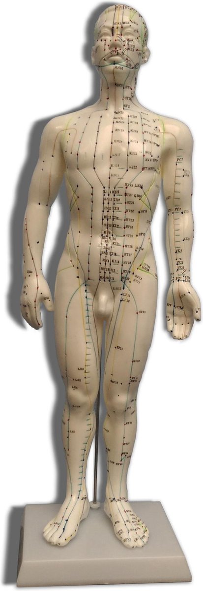 Acupunctuur model 50cm - mannelijk - Merkloos