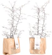 Kamerplanten van Botanicly – 2 × Dwergmispel met een bruine paper-look pot als set – Hoogte: 30 cm – Corokia Cotoneaster