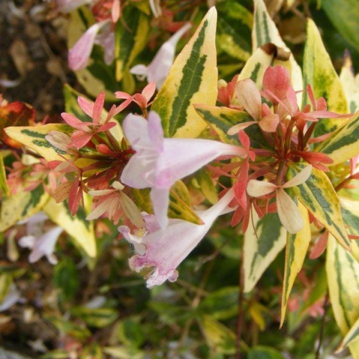 Abelia Grandiflora 'Francis Mason' - Abelia 25-30 cm in pot
