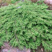 Juniperus Communis 'Green Carpet' - Jeneverbes 25-30 cm pot