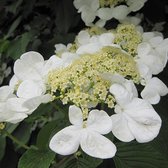 Viburnum plicatum 'Watanabe' - Sneeuwbal - 30-40 cm in pot: Lange bloeiperiode met witte bloemen in horizontale lagen.