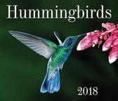 Hummingbirds 2018