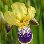 6 x Iris Germanica 'Nibelungen' - Iris des jardins 'Nibelungen' godet 9cm x 9cm