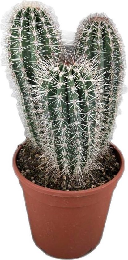 Cactus (Diverse soorten) voor de liefhebber (Pachycereus Pringlei), Hoogte  40 CM, Pot... | bol