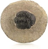 Fossiel Trilobiet Zwart (ca. 2 cm)