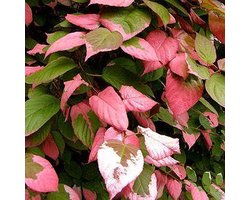 Actinidia Kolomikta -  Siberische kiwi|sierkiwi 50 60 cm in pot