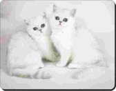 2 Witte Chinchilla Katten Muismat