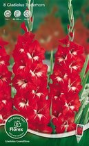 Gladiool Bloembol - Traderhorn - Rood