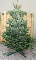 Kerstboom Warentuin Nordman A - kwaliteit Abies Nordmanniana 200 - 225 cm Gezaagd Warentuin Natuurlijk