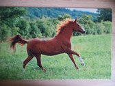 Deurmat 40x60 Paard Bruin