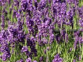 Lavendel Hidcote - Lavandula