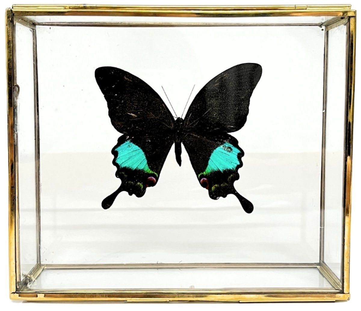 Zwart Blauwe vlinder - Papilio karna in elegante glazen kistje met gouden rand