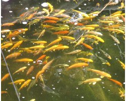 koivoer voor een goede groei 4,5 mm 6 kg, 15 liter met en proteïnegehalte van 40 % visvoer - visvoer - vissenvoer - vijvervoer - kleurvoer - koikorrel - korrels - voer - drijvend - koikarper – goudvis