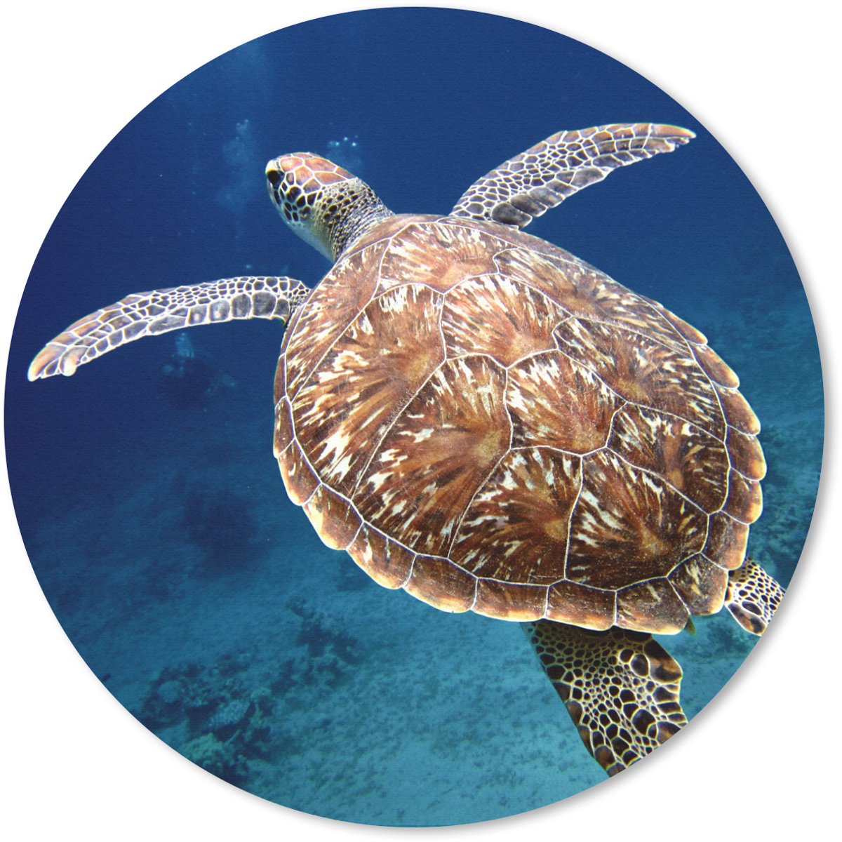 Muismat rond 20x20 cm - Mousepad Zeeschildpad fotoprint - Ronde muismatten