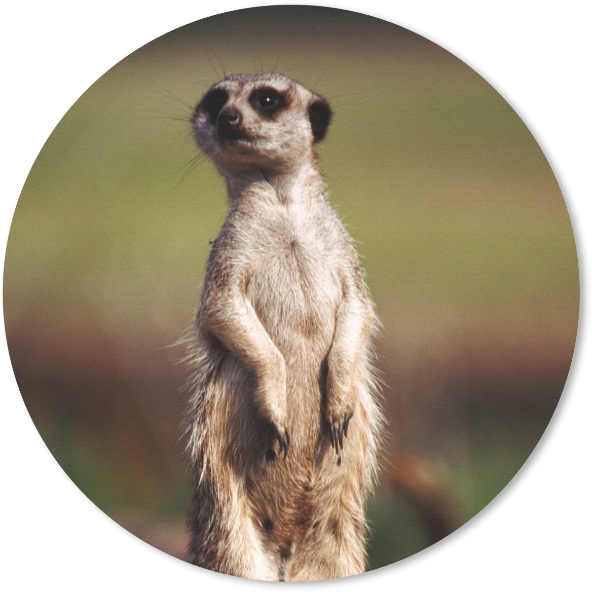 Muismat rond 30x30 cm - Mousepad Stokstaartje - Dier - Wild - Ronde muismatten