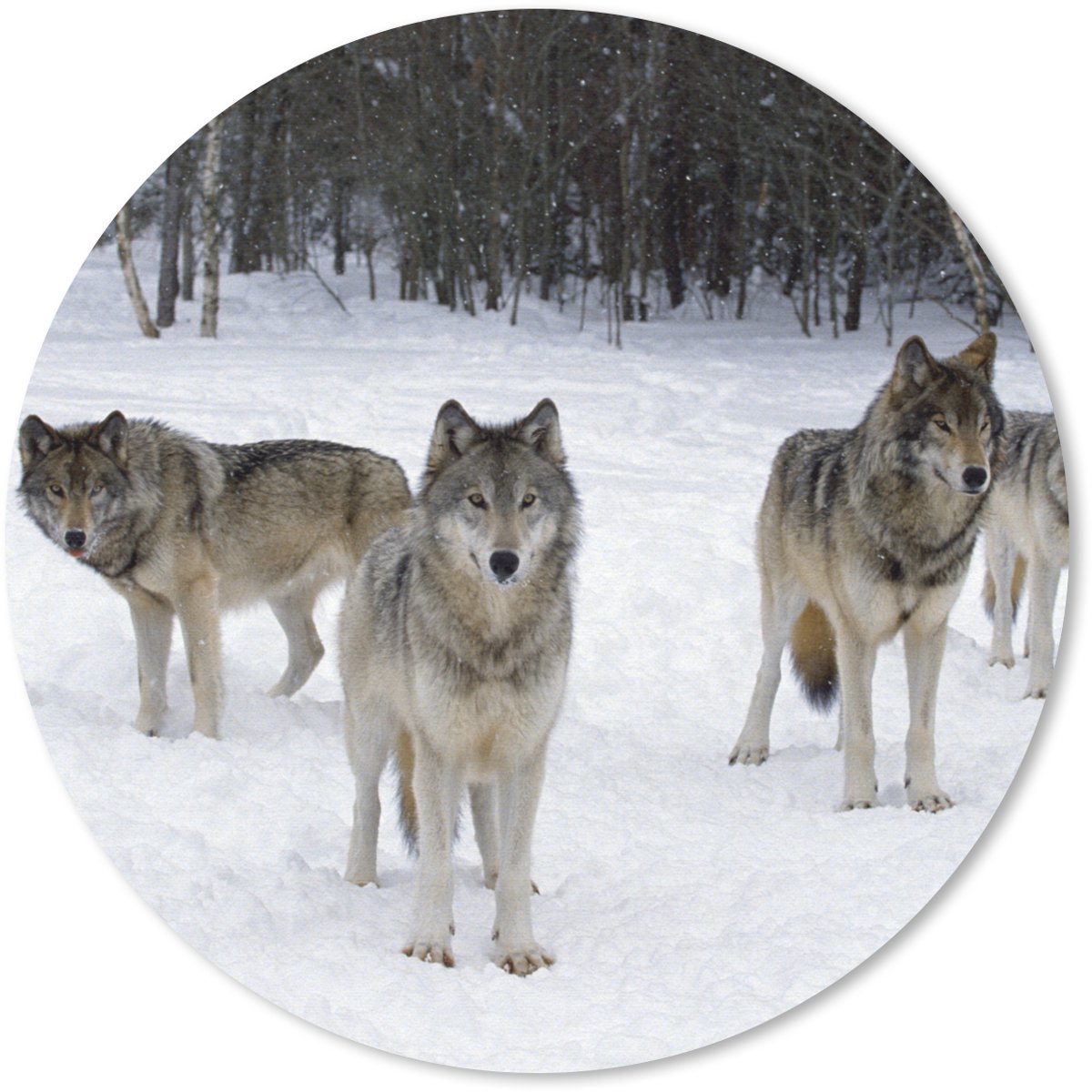 Muismat rond 50x50 cm - Mousepad Wolf - Sneeuw - Canada - Ronde muismatten