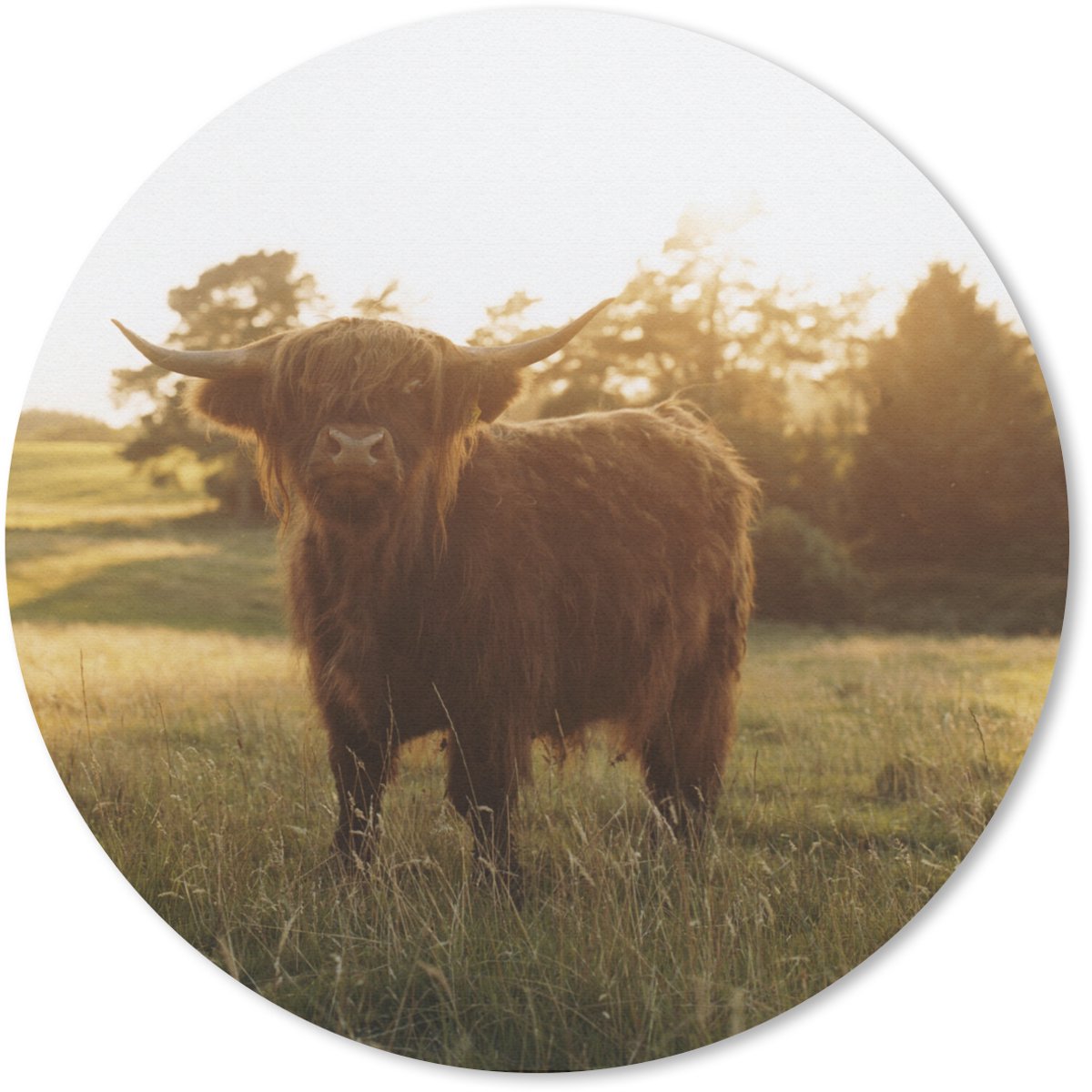 Muismat rond 50x50 cm - Mousepad Schotse hooglander - Gras - Zon - Ronde muismatten