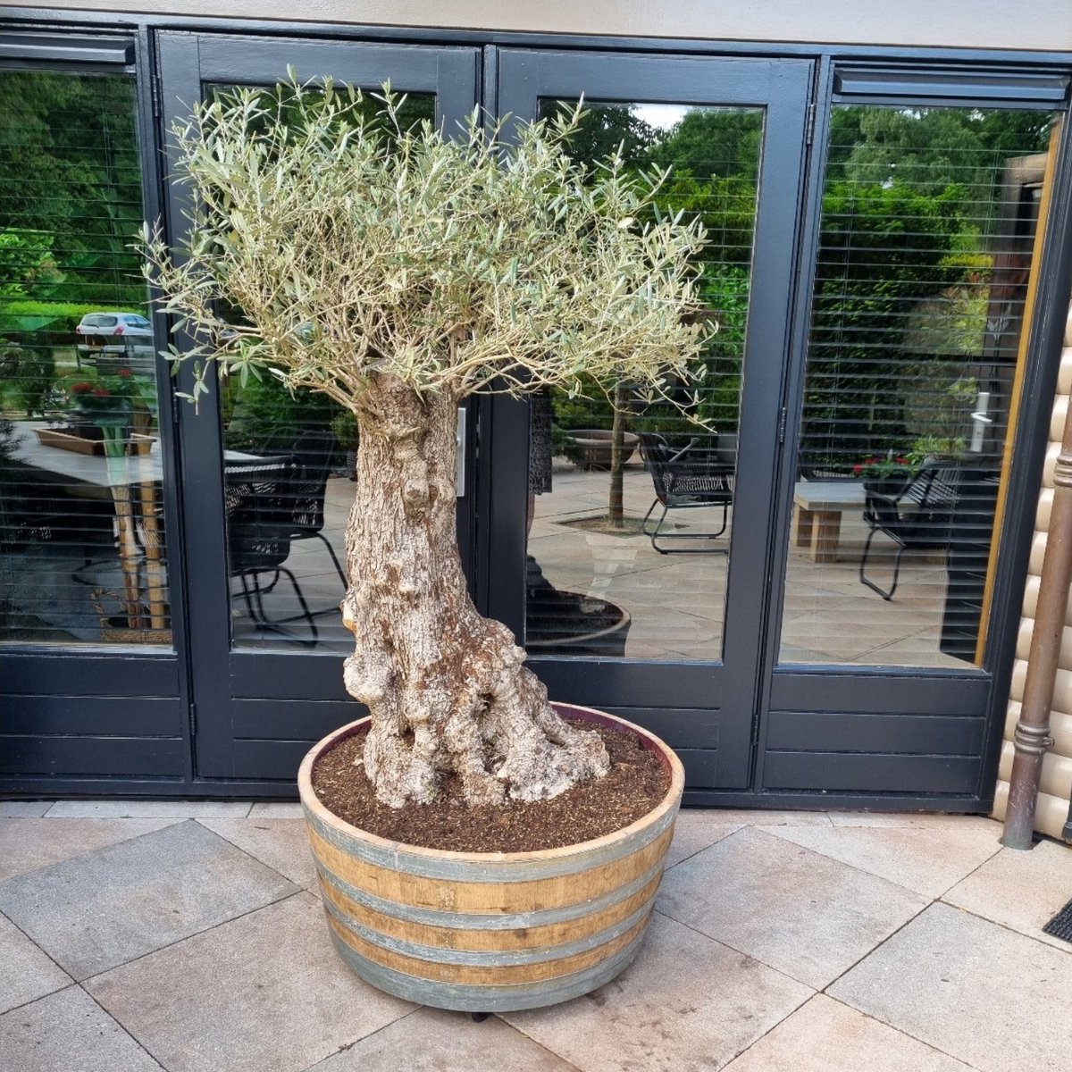 Wijnvat kuip 1/2 van 500 l. / Eikenhout / kuip voor Olijfboom / Grote eiken kuip / Plantenbak groot