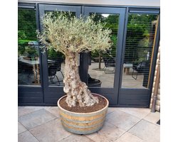 Wijnvat kuip 1/2 van 500 l. / Eikenhout / kuip voor Olijfboom / Grote eiken kuip / Plantenbak groot
