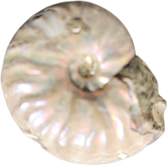 Gember schijven ongeschild 5mm zak 400gr stuk (161866), VERS&ZO