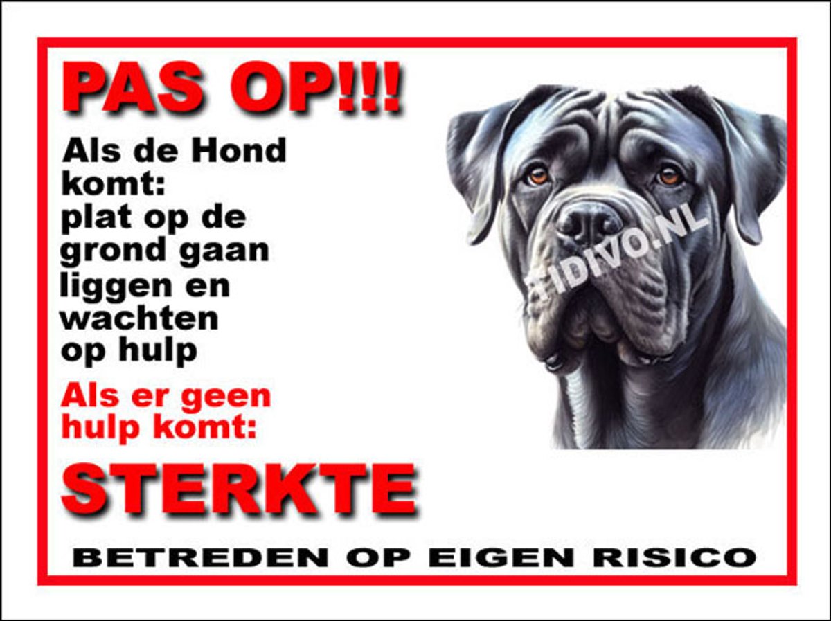 Cane Corso 12