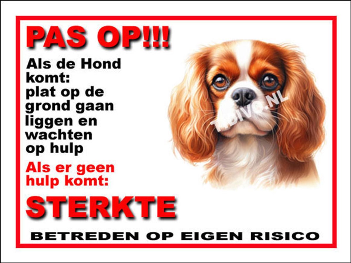 Cavalier King Charles Spaniël 12