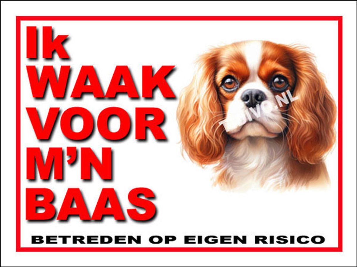 Cavalier King Charles Spaniël 9