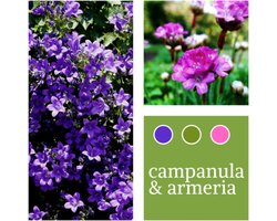 Planten Mix Campanula & Armeria maritima - Vaste planten - Bijen-Vlinders - Snijbloemen - Geurend