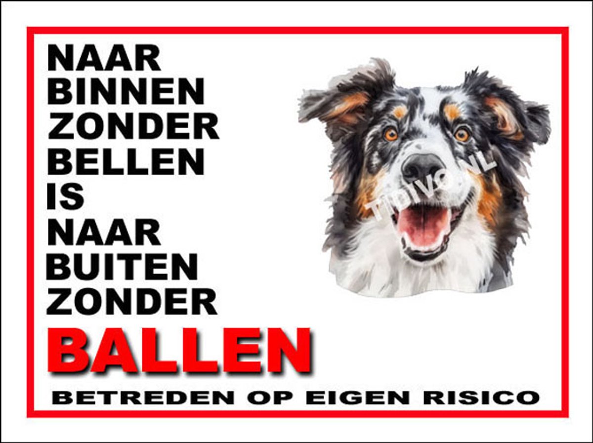 Engelse Shepherd 11