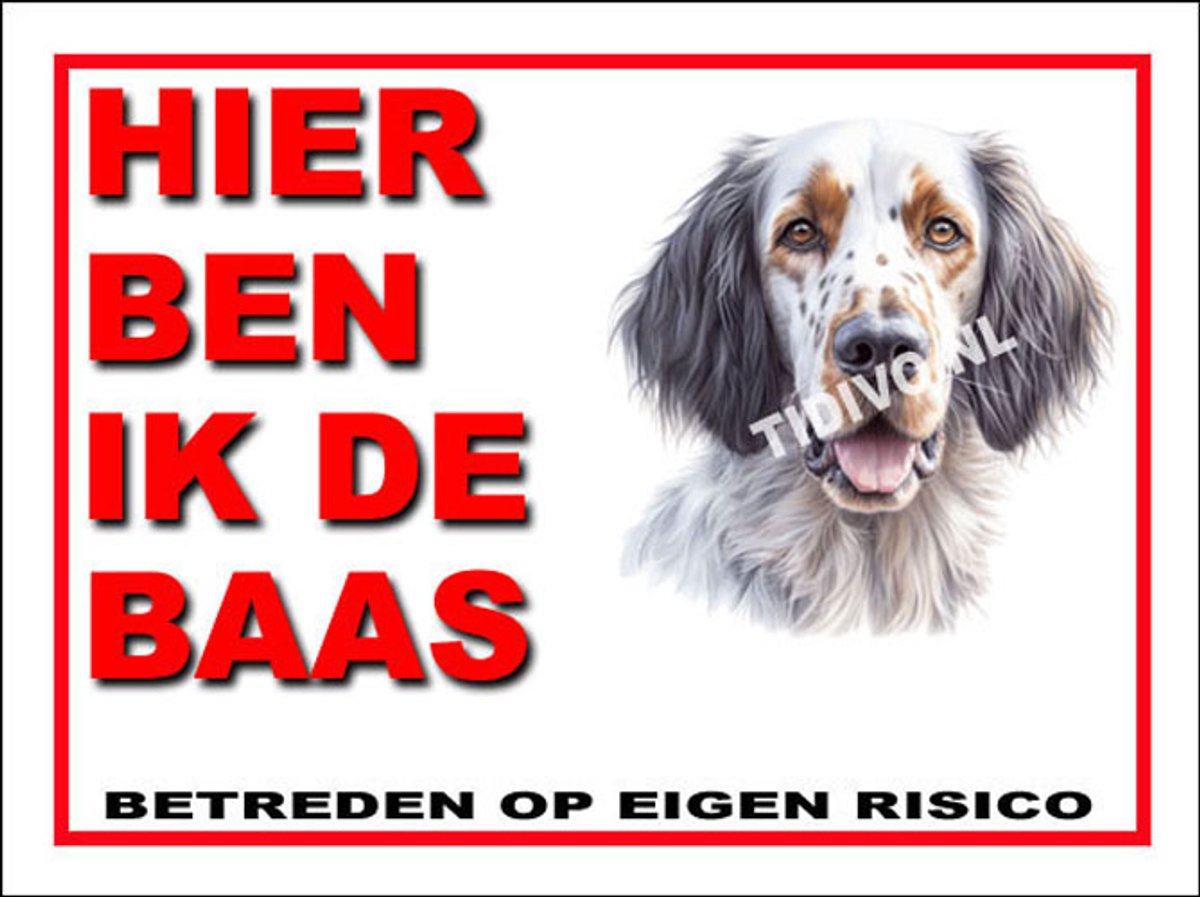 Engelse Setter 2