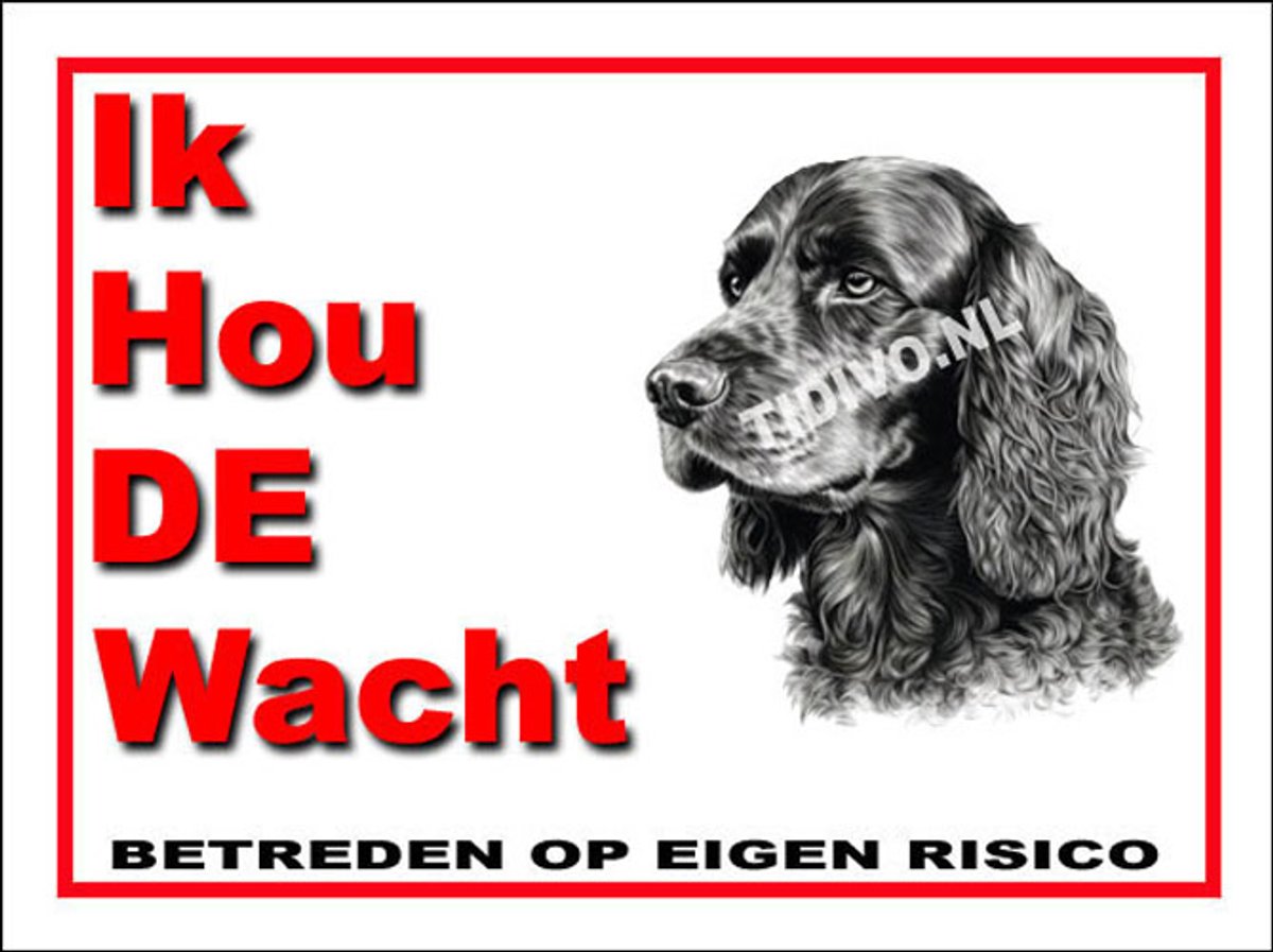 Engelse Cocker Spaniel 7