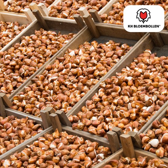 1kg Gekleurd Elastiek geel 100 x 1,5 mm