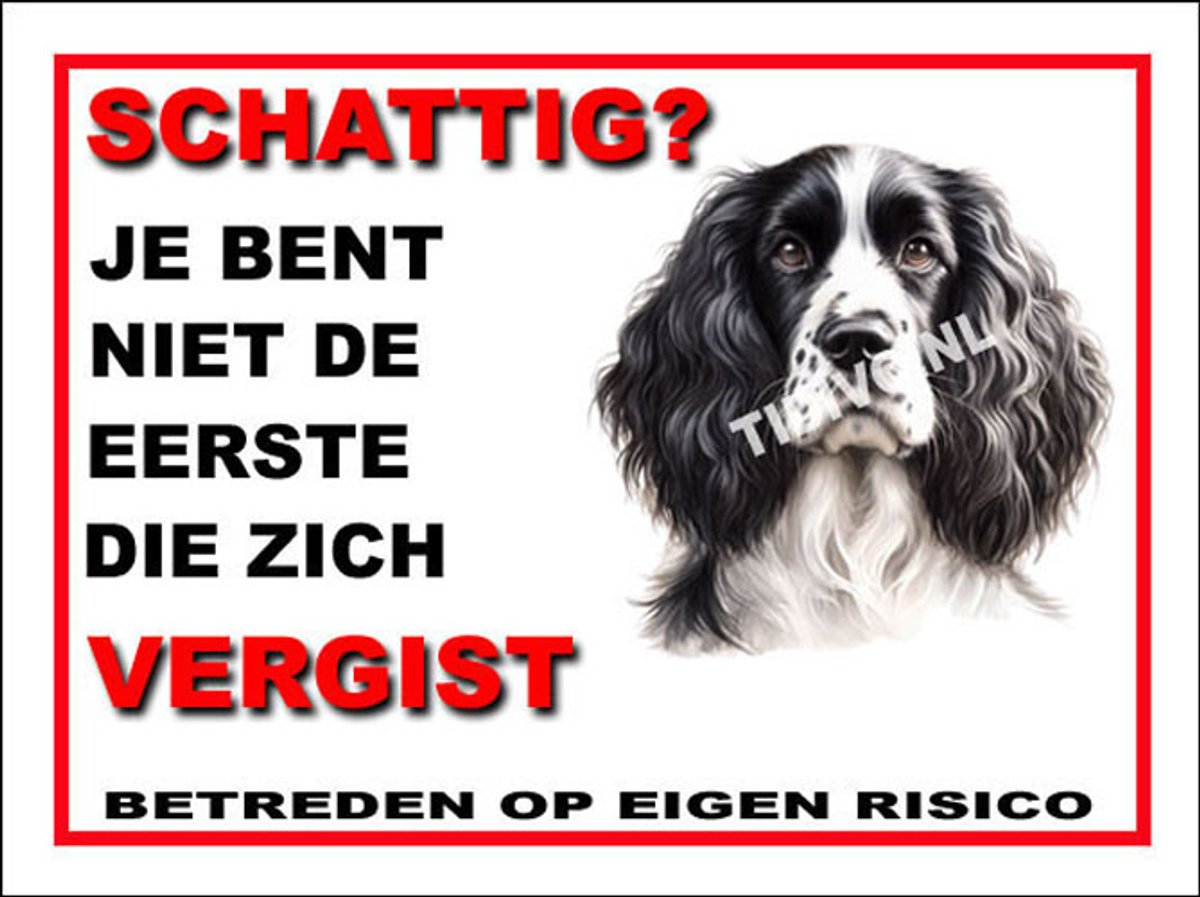 Engelse Springer Spaniel 14