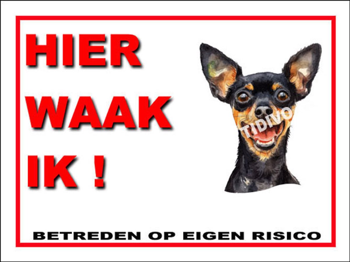 Engelse Toy Terrier 3
