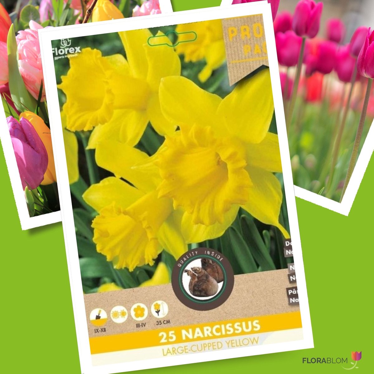 Narcis (Narcissus) - sen Grootbloemig Geel - sus - Snijbloemen - Voorjaarsbollen - bloeit in Maart / April / Mei