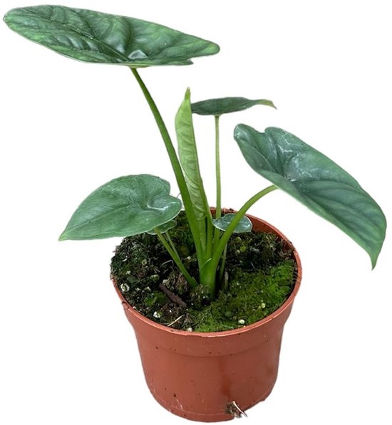 Alocasia Lukiwan Kamerplant Potmaat Ø10,5 cm |Vers Van De Kweker