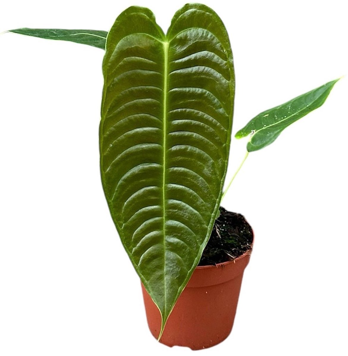 Anthurium Veitchii Kamerplant Potmaat Ø14 cm |Vers Van De Kweker